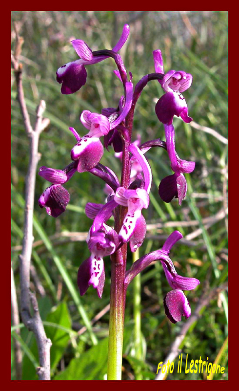 Anacamptis morio subsp. longicornu